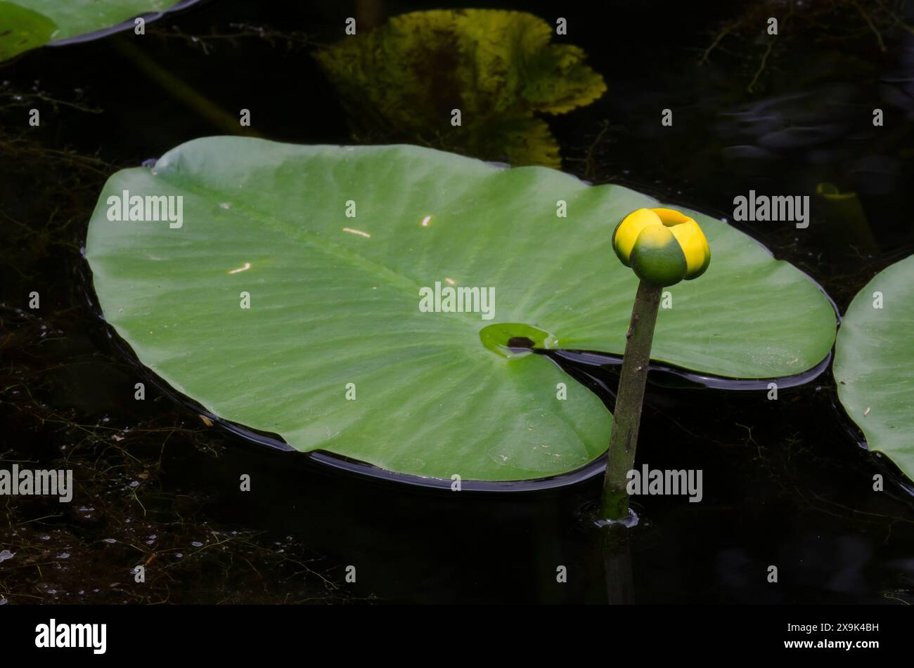 Gelbe Teichlilie, Nuphar-Advena Stockfoto