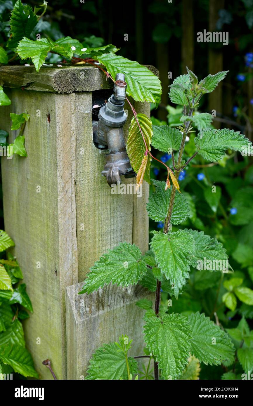 Ein rustikaler Gartenhahn an einem Holzpfosten, umgeben von Brennesseln in einem englischen Garten. Stockfoto