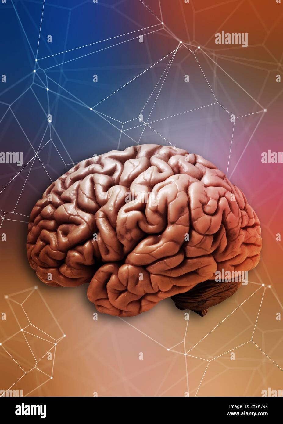 Menschliches Gehirn und neuronales Verbindungskonzept Stockfoto