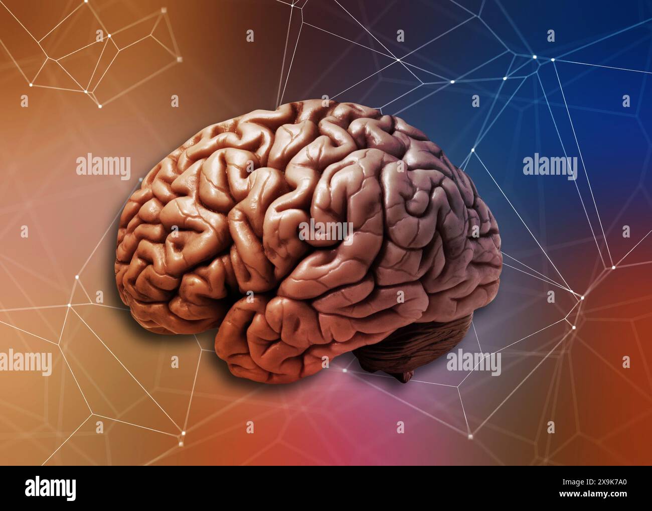 Menschliches Gehirn und neuronales Verbindungskonzept Stockfoto
