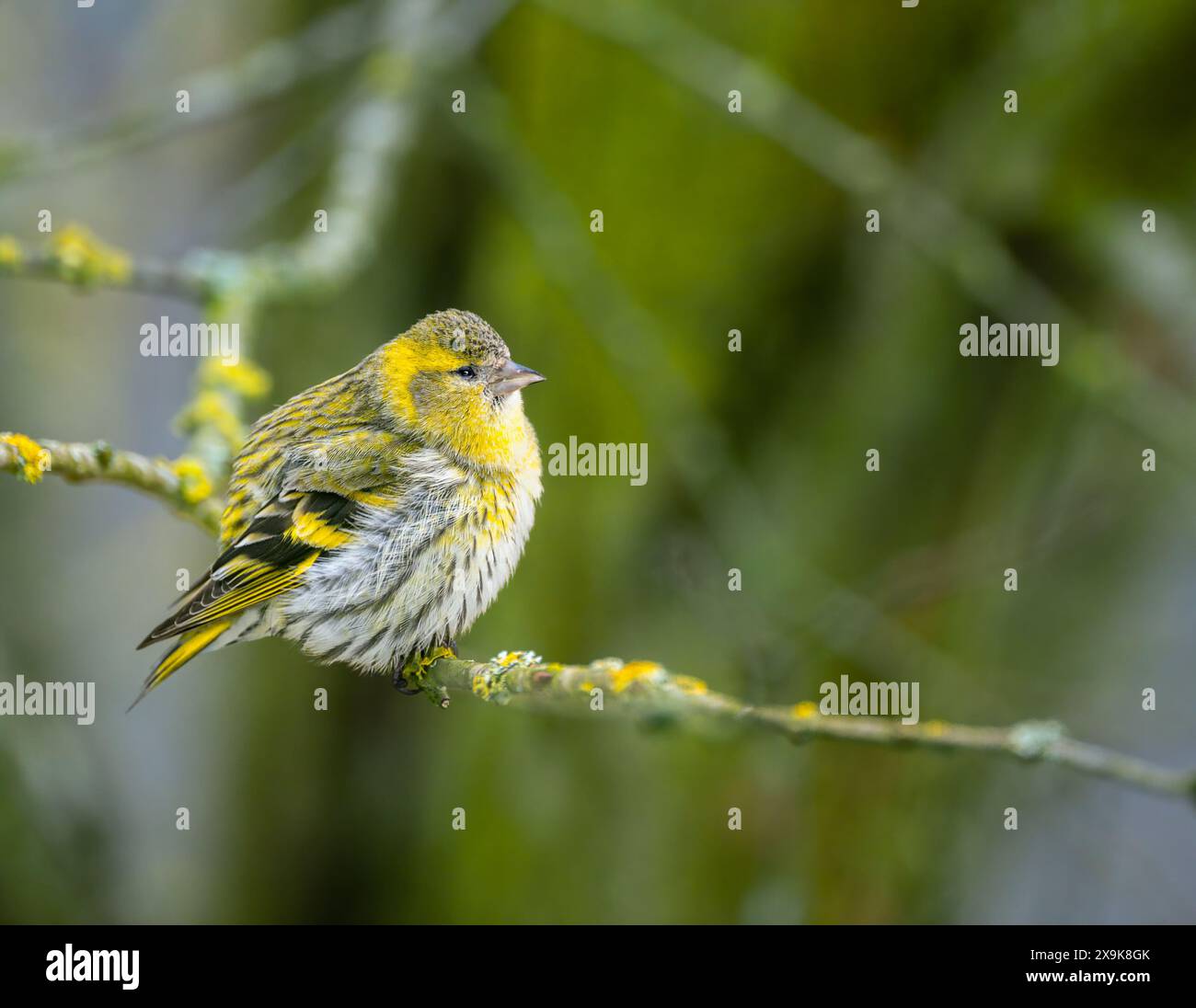 Weiblich black-headed Goldfinch sitzen auf einem Zweig Stockfoto