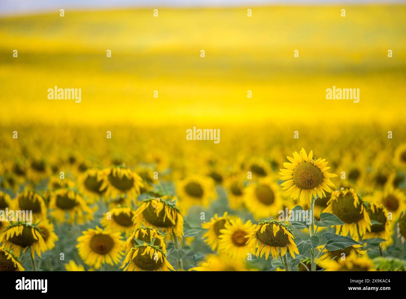 Nahaufnahme von Sonnenblumen, die auf einem Feld in der spanischen Provinz Sevilla blühen. Stockfoto