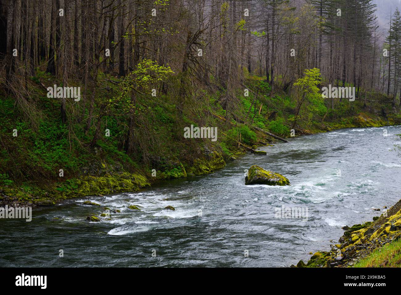 Santium River Oregon führt durch zerklüftete, üppige Landschaft vorbei an großen Felsbrocken Stockfoto