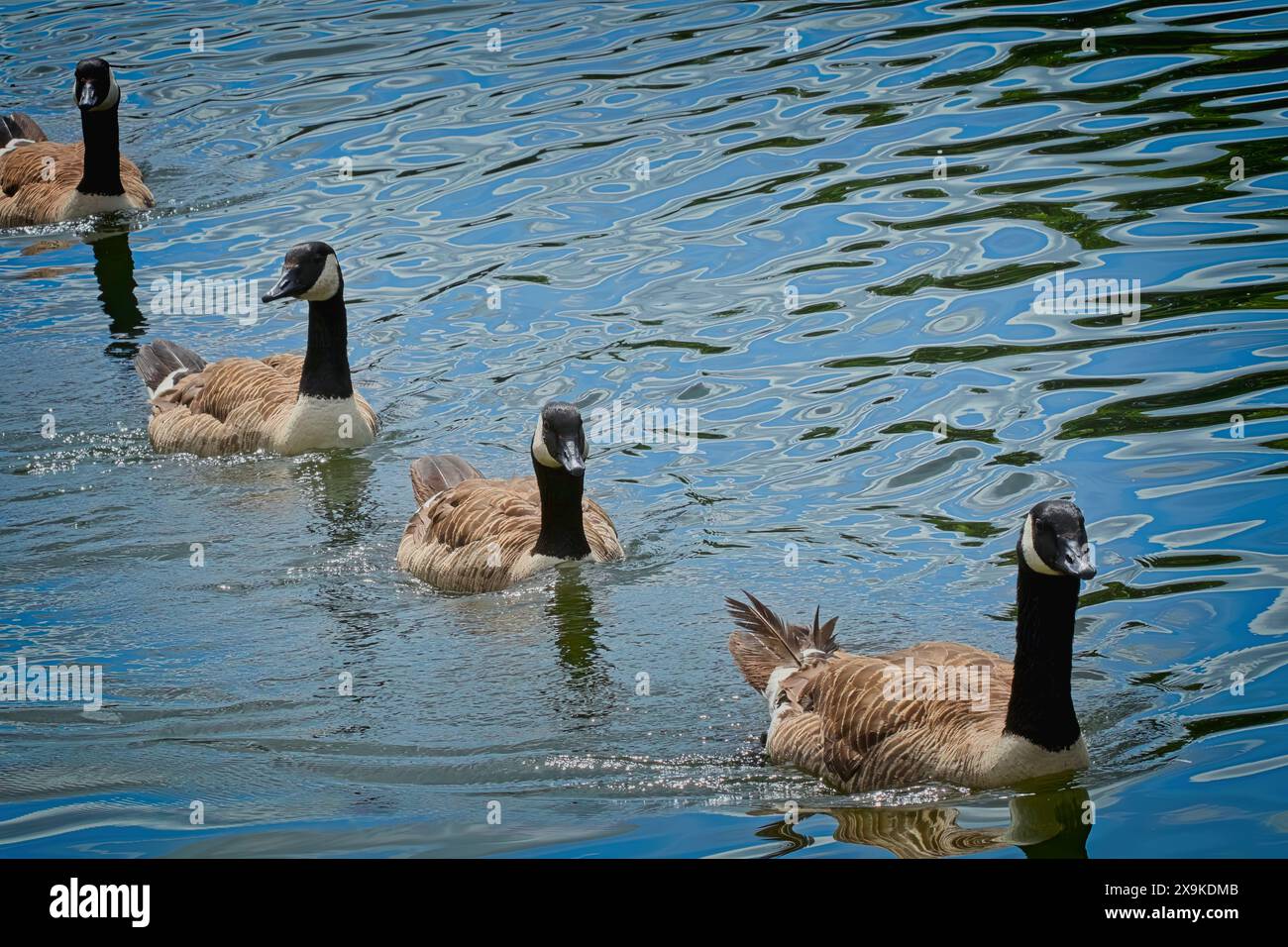 Im Roundhay Park in Leeds, West Yorkshire, schwimmen vier Kanadänse mit schwarzem Schnäbel und weißen und braunen Federn hintereinander. Stockfoto
