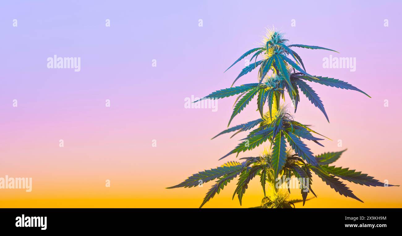 Grüne Cannabispflanze auf sanftem gelb-violettem Hintergrund. Langes, lebendiges Banner mit tropischer Marihuana-Hanfpflanze und Kopierraum für Text Stockfoto