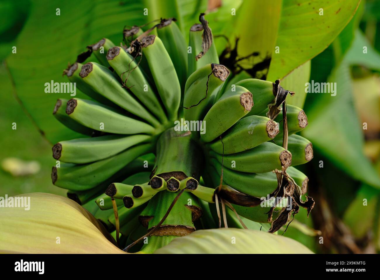 Bananenbaum mit grünen Bananen Stockfoto