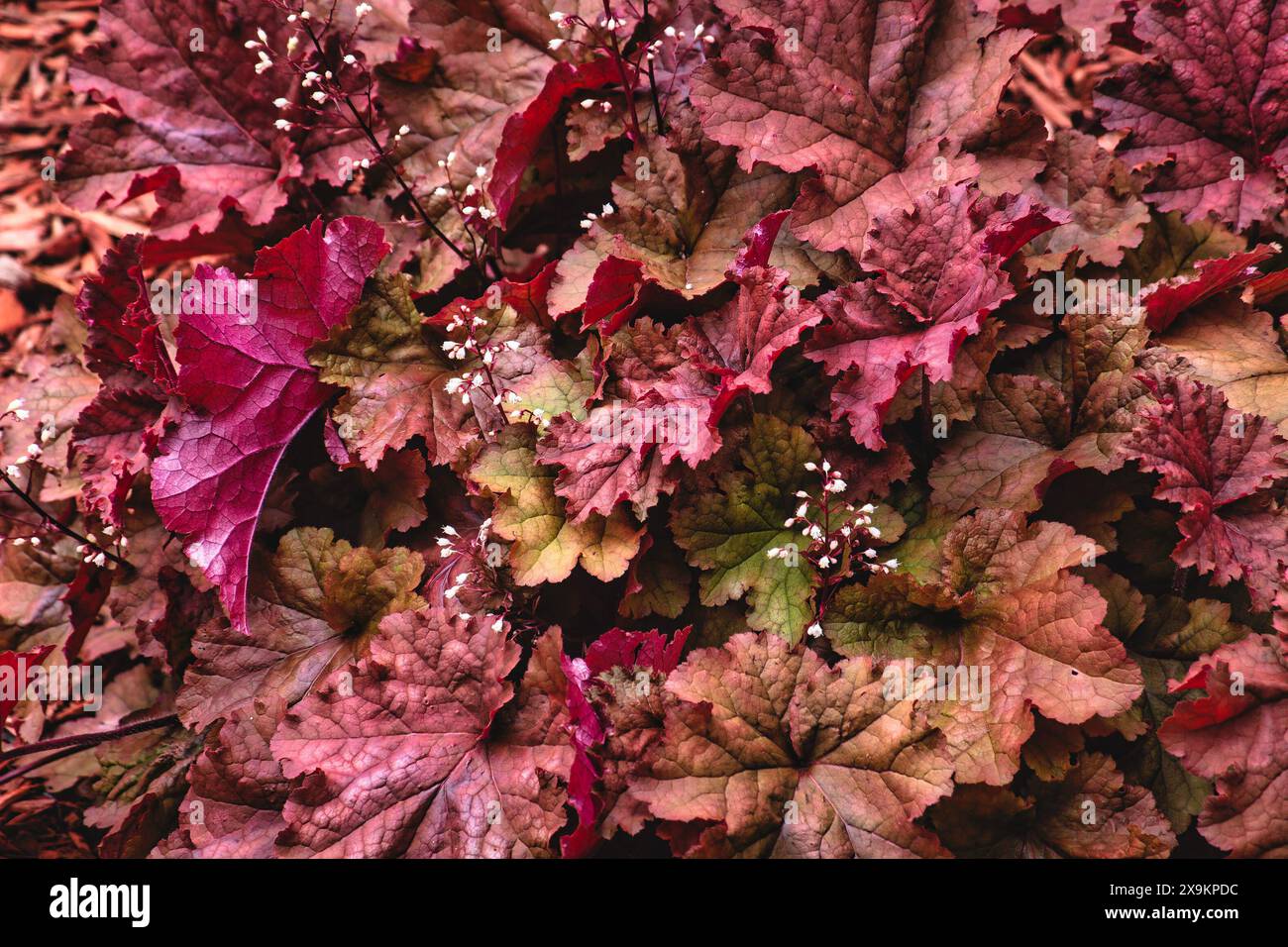 Terra Nova Heuchera in einem städtischen Garten Stockfoto