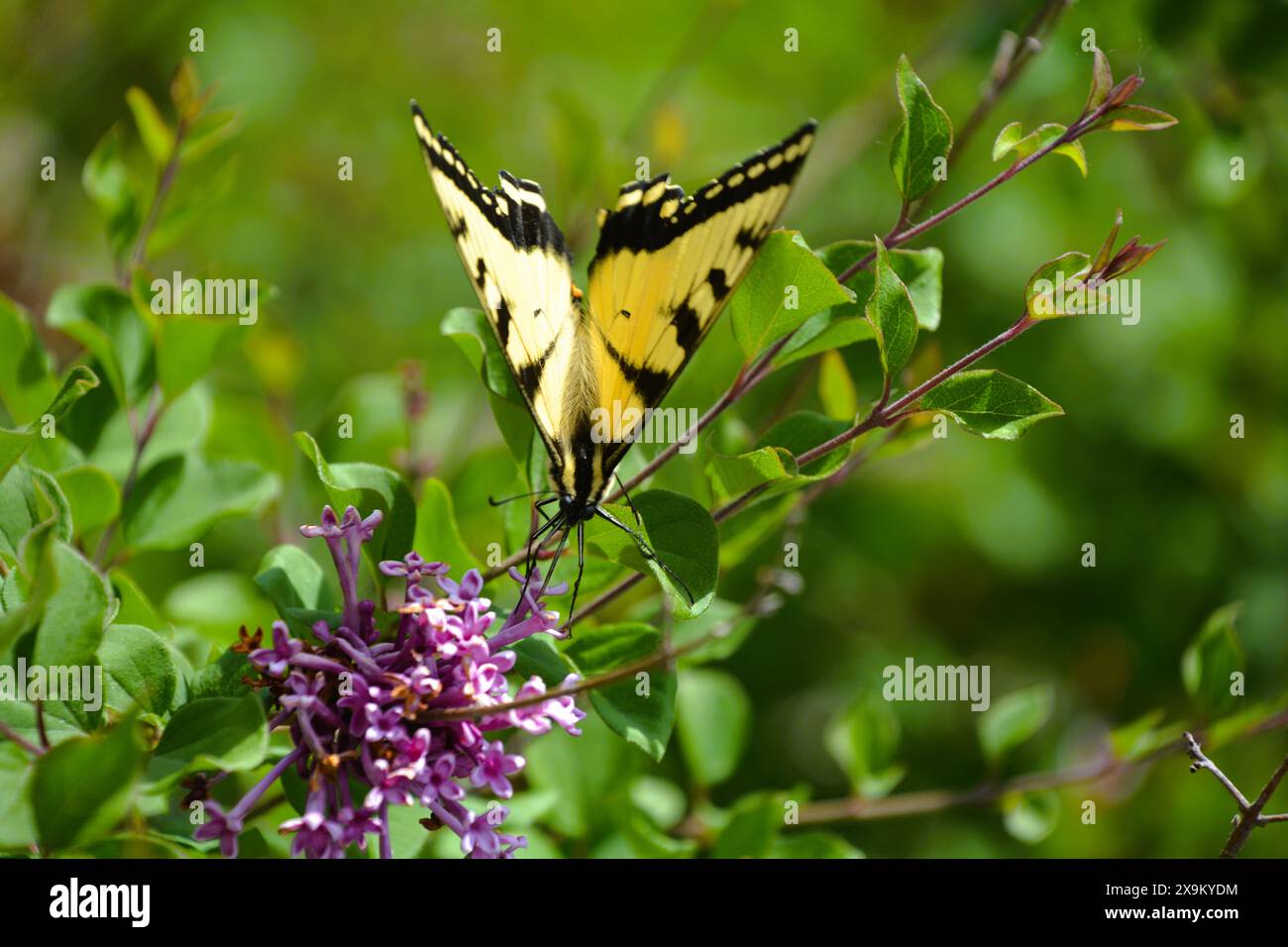 Der gelbe und schwarze Schwalbenschwanz-Schmetterling ruht und ernährt sich an einem schönen Sommertag vom Nektar eines lila Fliederstrauchs. Stockfoto