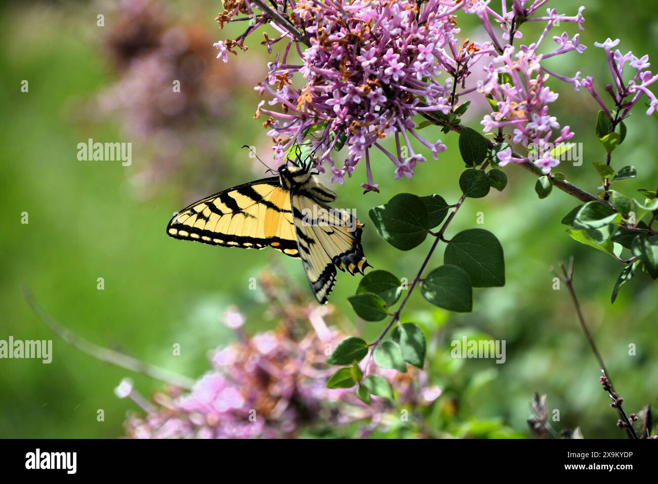 Der gelbe und schwarze Schwalbenschwanz-Schmetterling ruht und ernährt sich an einem schönen Sommertag vom Nektar eines lila Fliederstrauchs. Stockfoto