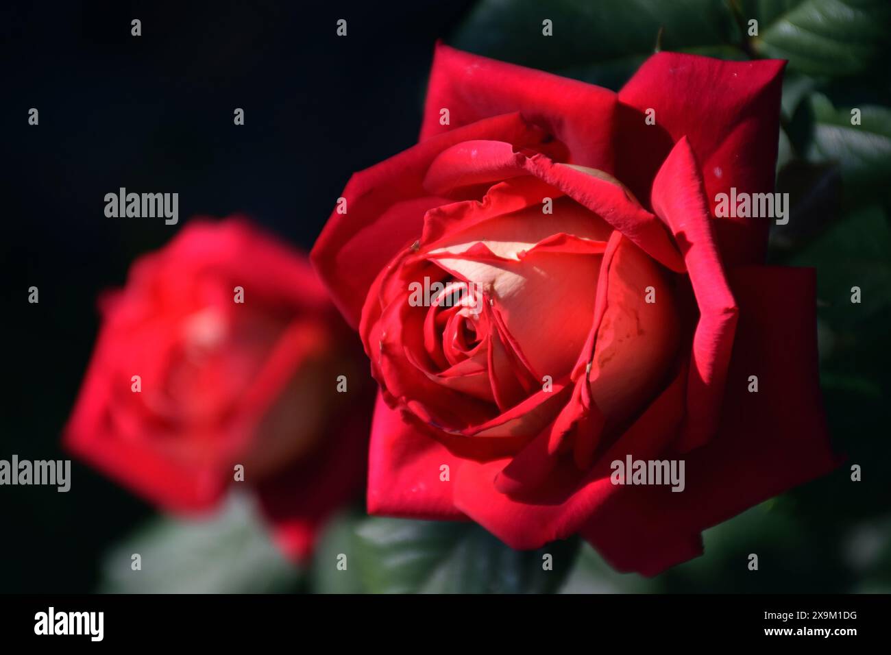 Zeigen Sie Hund der Rasse des Beagles auf einem natürlichen grünen Hintergrund Stockfoto