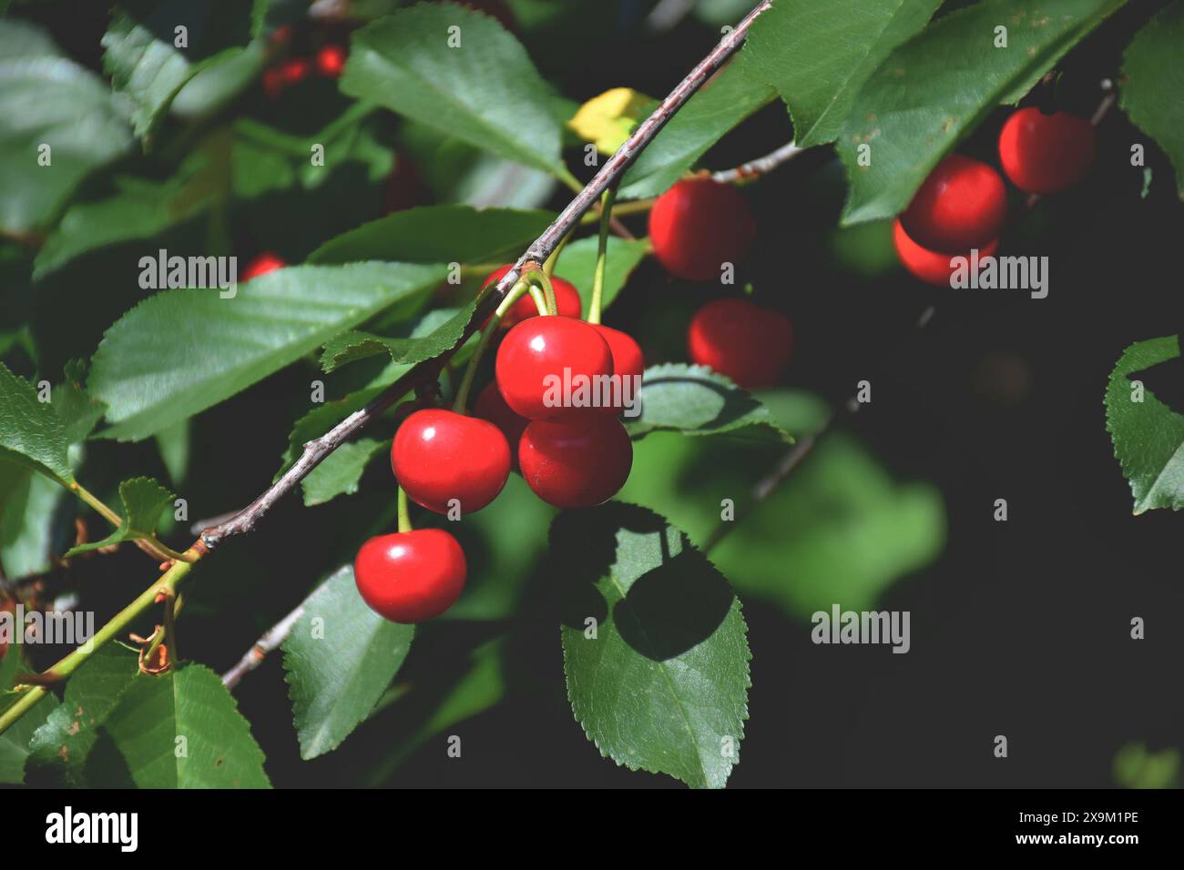 Nahaufnahme eines Strausses leuchtend roter Kirschen, die von oben geschossen wurden. Stockfoto