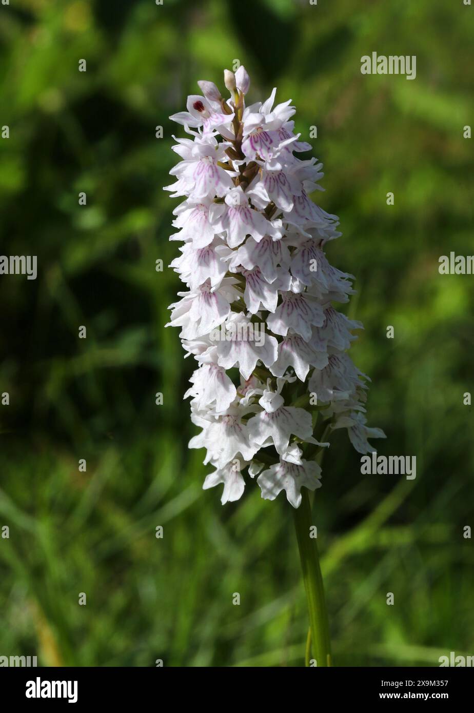 Pale gemeine gefleckte Orchidee, Dactylorhiza fuchsii, Orchidaceae. Aston Clinton, Buckinghamshire, Großbritannien. Stockfoto