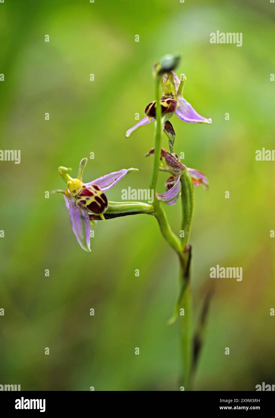 BienenOrchidee, Ophrys apifera var. Belgarum, Orchidaceae. Chilterns, Bedfordshire. Stockfoto