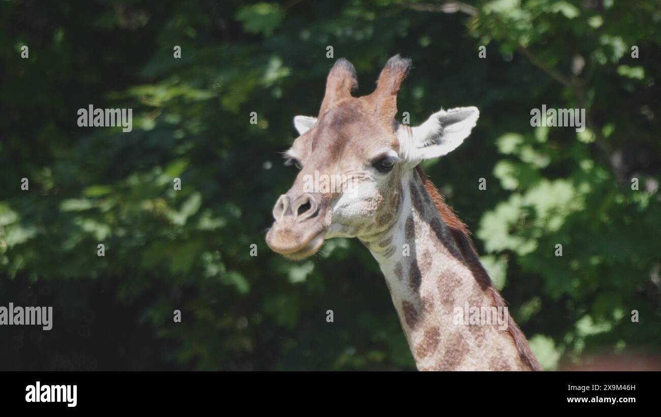 Wunderschöne Giraffen stehen hoch im Moskauer Zoo. Stockfoto