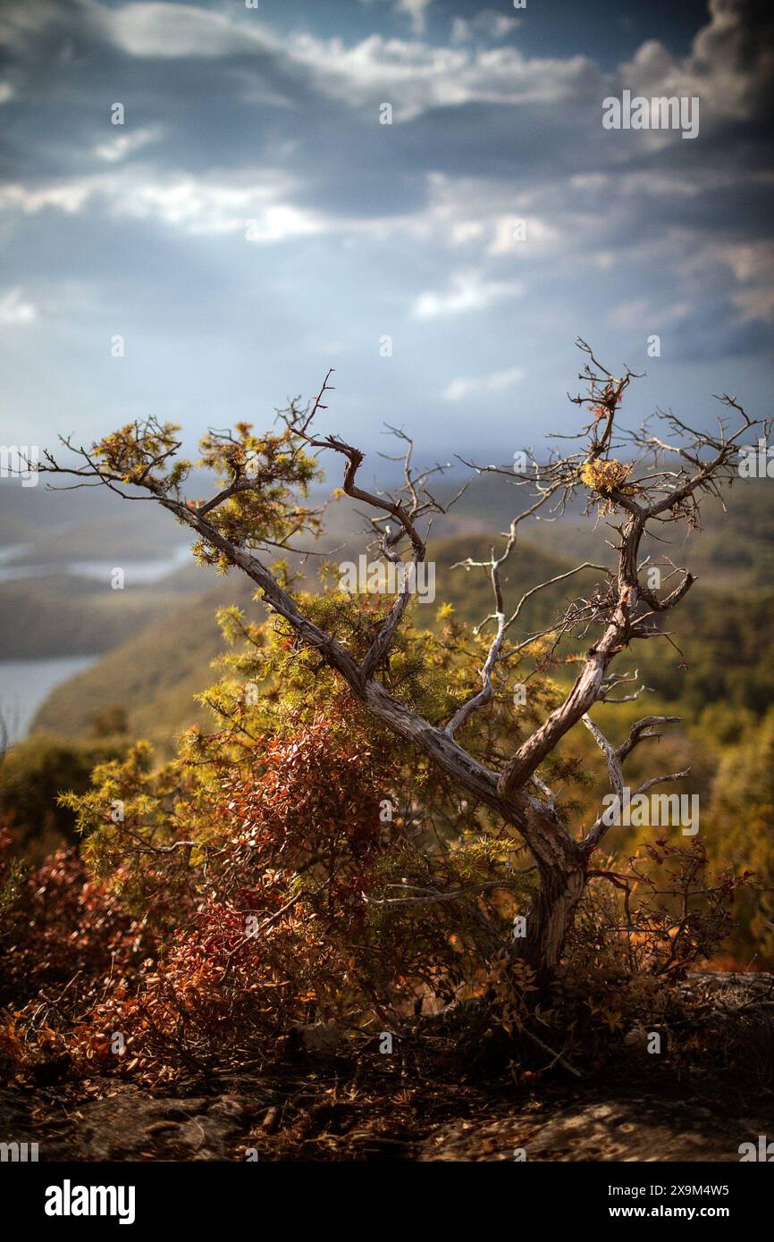 Sträucher im Mljet-Nationalpark Stockfoto