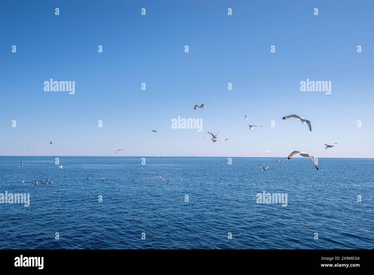 Touristische Attraktion am Meer: Möwen fliegen in der Nähe eines Bootes und holen Nahrung von den Passagieren Stockfoto