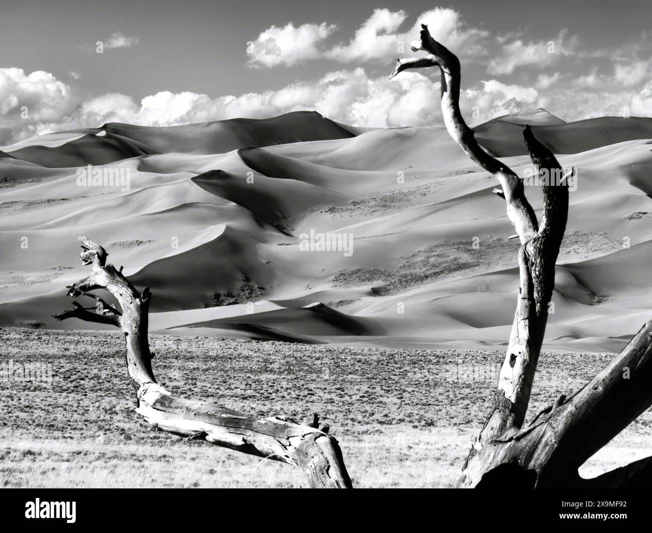 Einfarbige Sanddünen mit Baumkronen im Vordergrund. Stockfoto