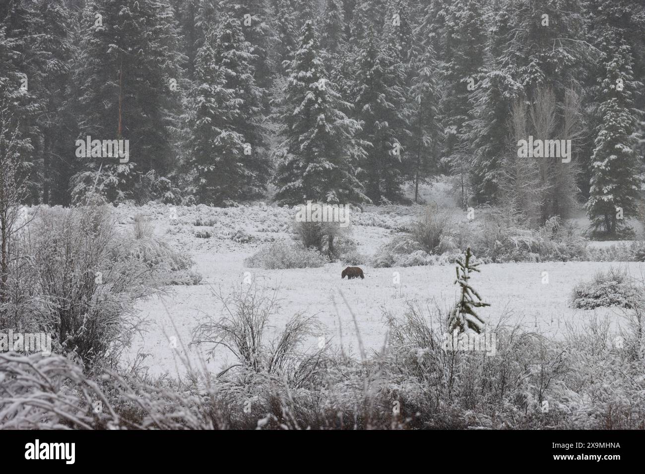 Grizzly Bär im Schnee Stockfoto