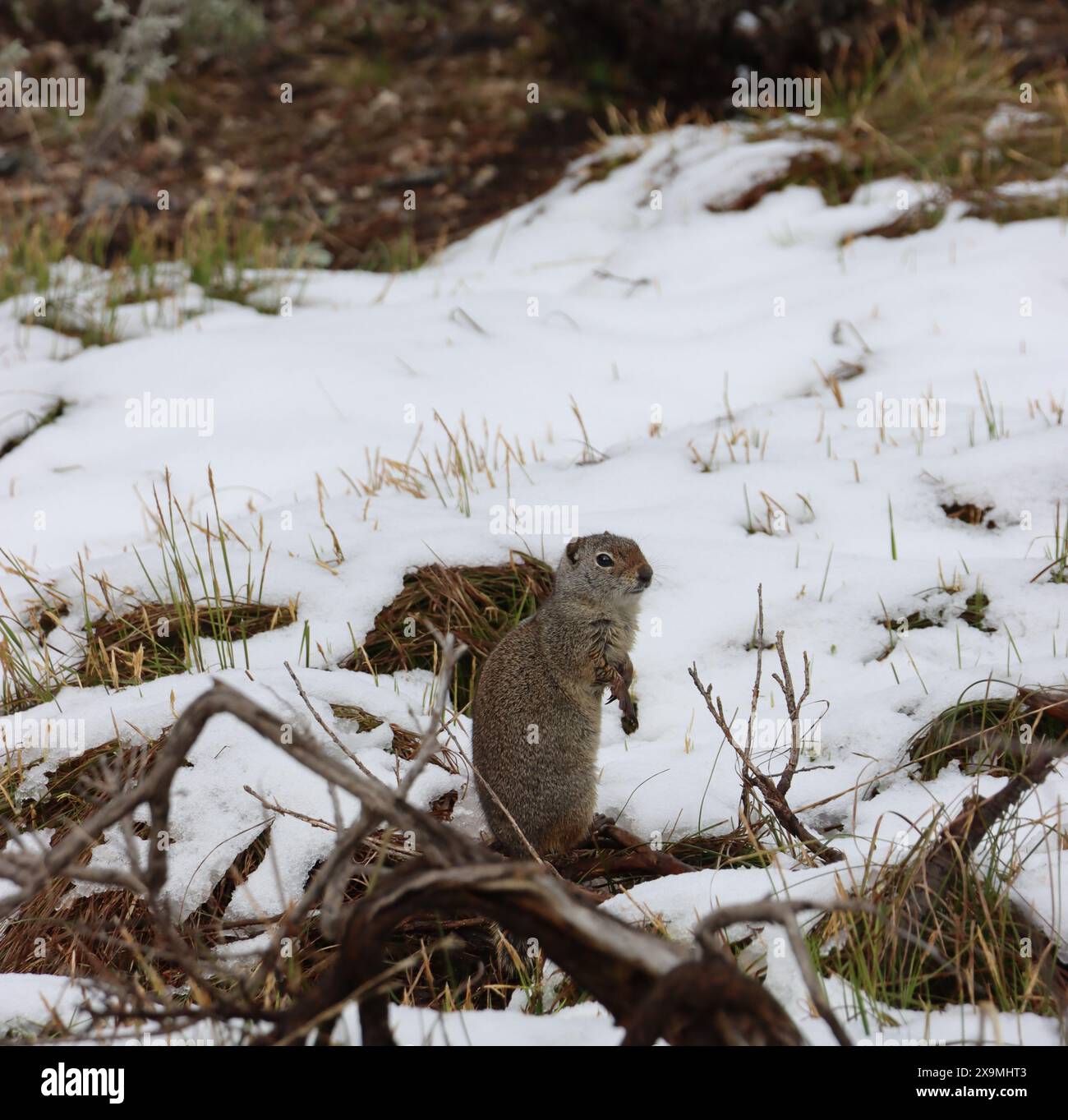Eichhörnchen im Schnee Stockfoto
