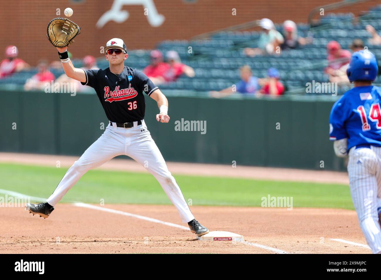 1. Juni 2024: Der erste Baseman Bryce Cannon #36 von Redhawks geht hoch, um einen Ball zu fangen, der auf ihn heruntergeworfen wird, während er die erste Basis abdeckt. Der Southeast Missouri State besiegte die Louisiana Tech 9-3 in Fayetteville, AR. Richey Miller/CSM Stockfoto