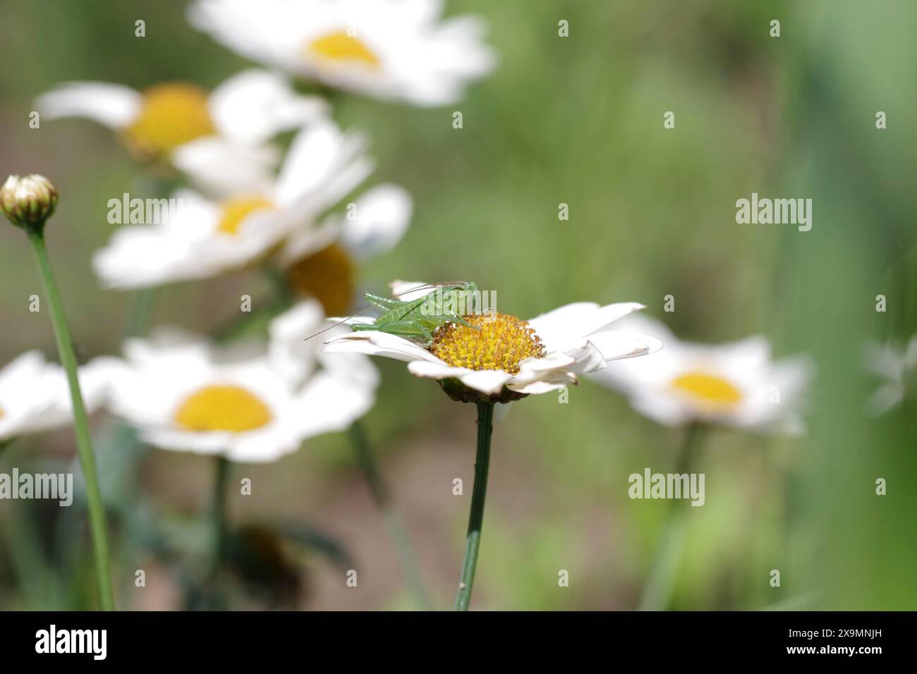 Gefleckte Buschgrille (Leptophyes punctatissima), jung, Gänseblümchen, Makrolarve, die Larve eines Blattbehälters sitzt auf der Blume eines Gänseblümchens Stockfoto