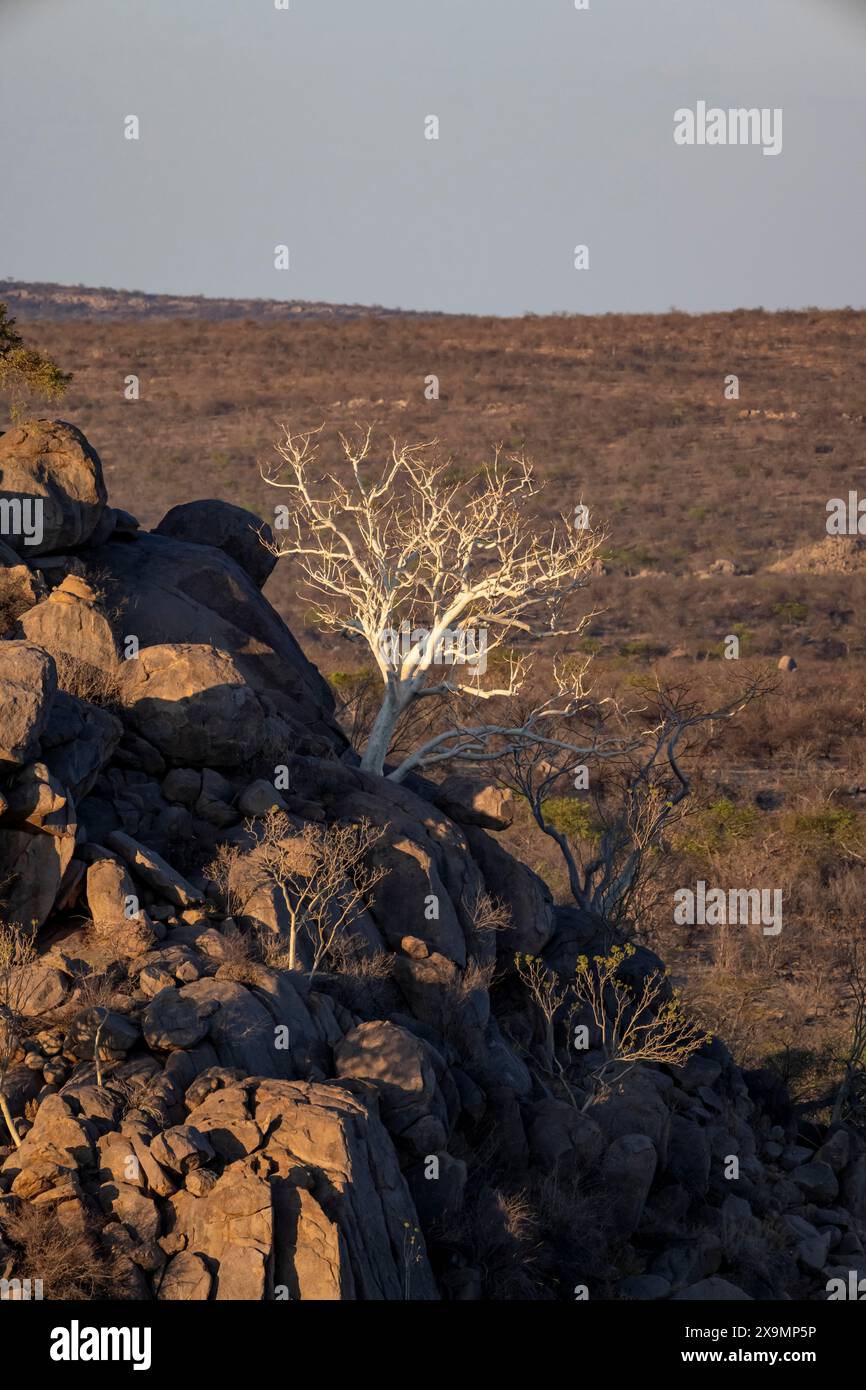 Blattlose Bäume wachsen auf einem felsigen, kargen Hügel, Baum mit weißer Rinde, Hobatere Konzession, Namibia Stockfoto