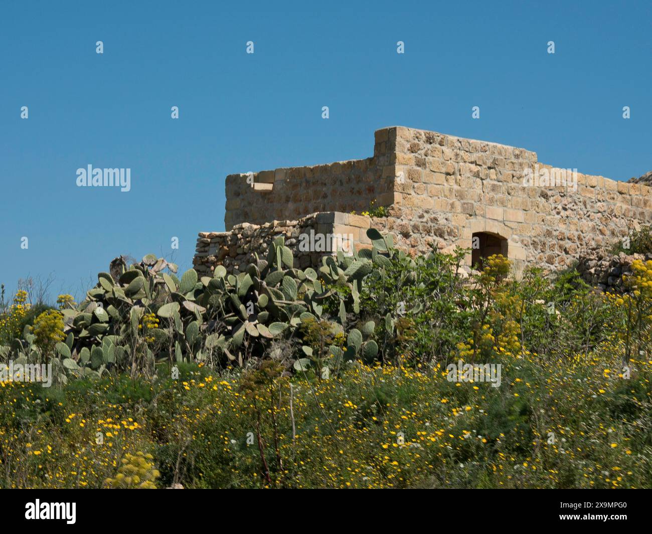 Baufällige Steinbauten und Kakteen umgeben von wilden Blumen unter einem hellblauen Himmel, die Insel Gozo mit historischen Häusern, farbenfroh Stockfoto