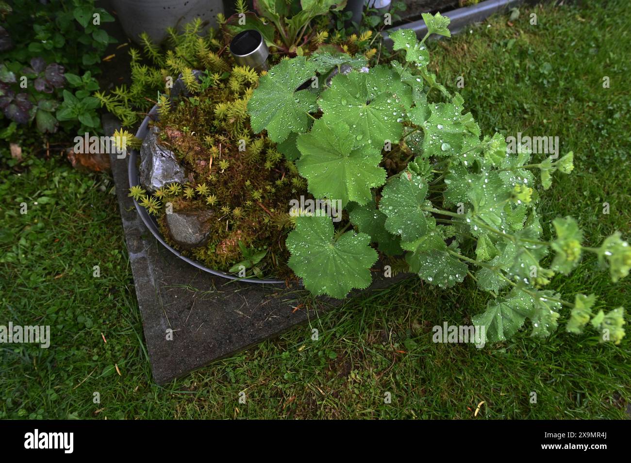 DEU. Deutschland, Iserlohn: Der Hobbygärtner in Iserlohn unterhält einen außergewöhnlichen Garten mit zahlreichen nicht heimischen Pflanzen Stockfoto
