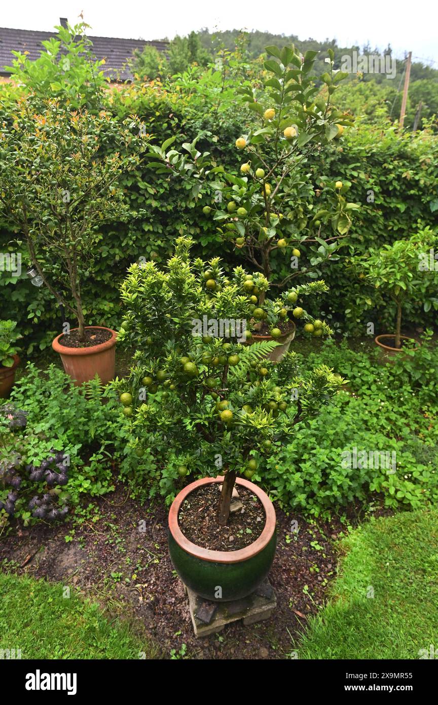 DEU. Deutschland, Iserlohn: Der Hobbygärtner in Iserlohn unterhält einen außergewöhnlichen Garten mit zahlreichen nicht heimischen Pflanzen Stockfoto