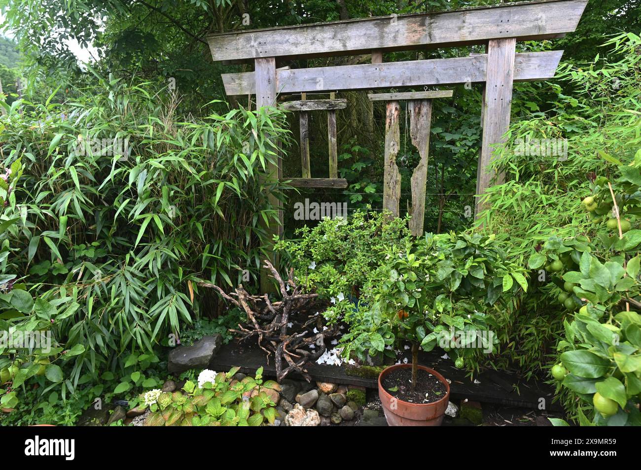DEU. Deutschland, Iserlohn: Der Hobbygärtner in Iserlohn unterhält einen außergewöhnlichen Garten mit zahlreichen nicht heimischen Pflanzen Stockfoto