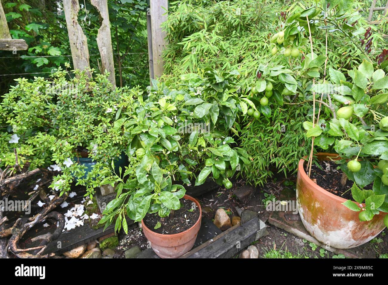 DEU. Deutschland, Iserlohn: Der Hobbygärtner in Iserlohn unterhält einen außergewöhnlichen Garten mit zahlreichen nicht heimischen Pflanzen Stockfoto