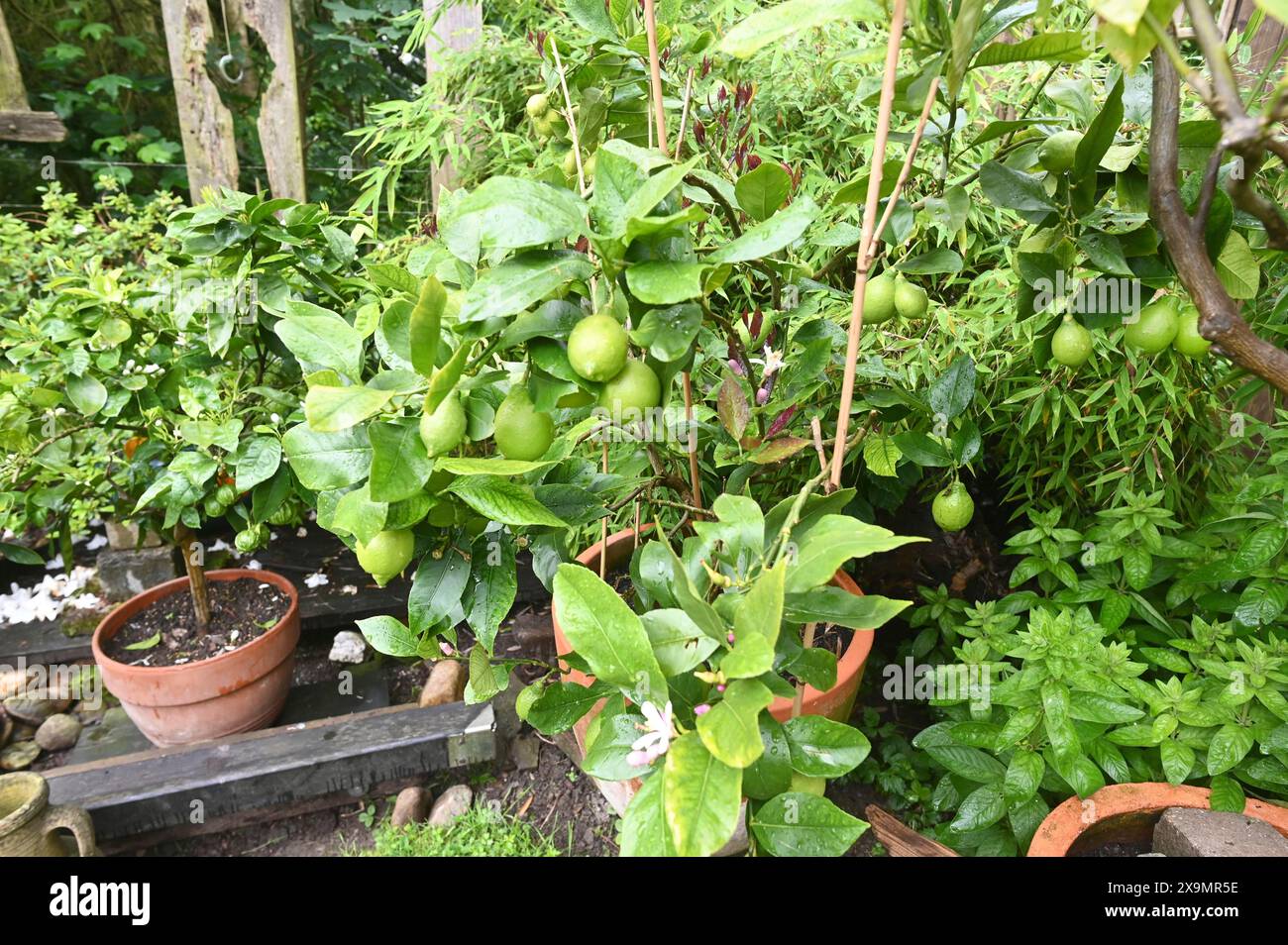 DEU. Deutschland, Iserlohn: Der Hobbygärtner in Iserlohn unterhält einen außergewöhnlichen Garten mit zahlreichen nicht heimischen Pflanzen Stockfoto