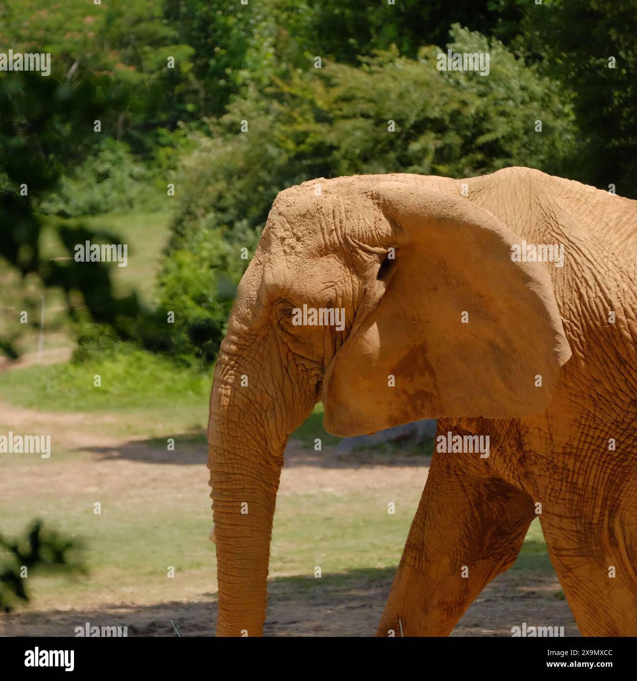 Afrikanischer Elefant im Zoo Stockfoto