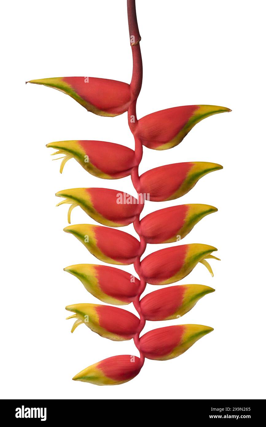 Helikonia Blume isolierter weißer Hintergrund, hängende Hummerkralle, falscher Vogel des Paradieses oder wilder Kochbananen, tropische exotische Pflanze, die lang anhaltend lebendig ist Stockfoto