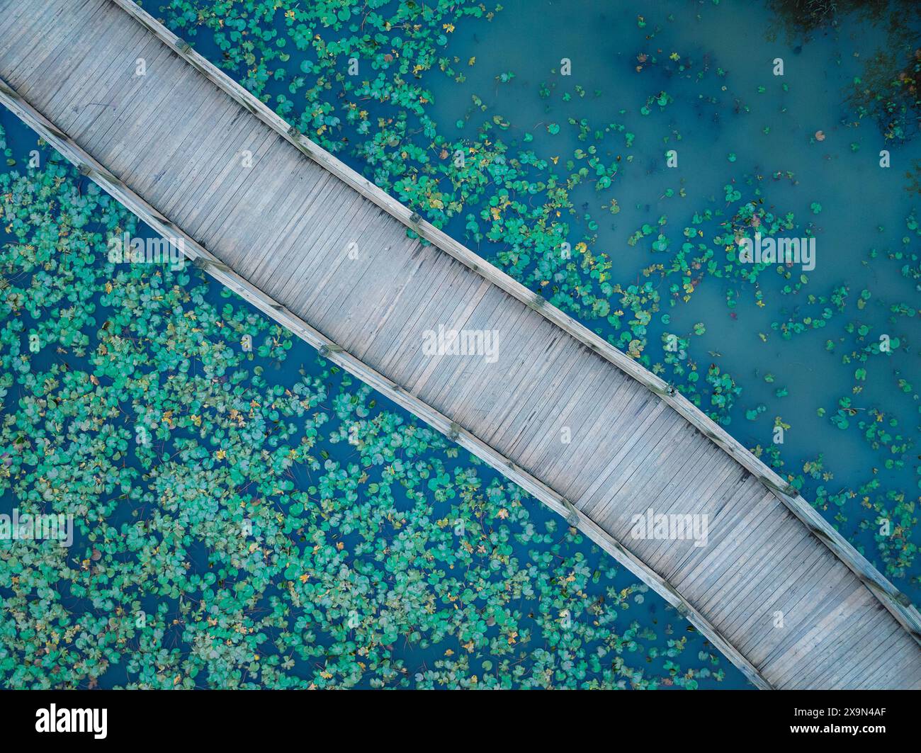 Ein Luftbild zeigt einen diagonalen Holzweg durch einen ruhigen Teich mit Seerosen. Der Weg besteht aus verwitterten Holzdielen. Stockfoto