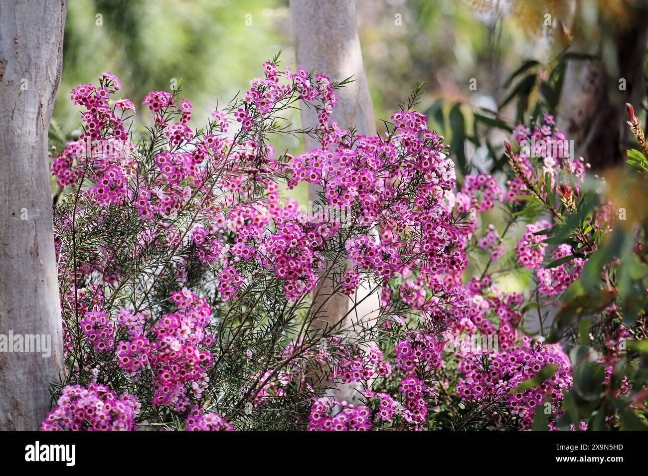 Junges Geraldton-Wachs (Chamaelaucium uncinatum) wächst zwischen Kaugummibäumen im südaustralischen Buschgarten Stockfoto