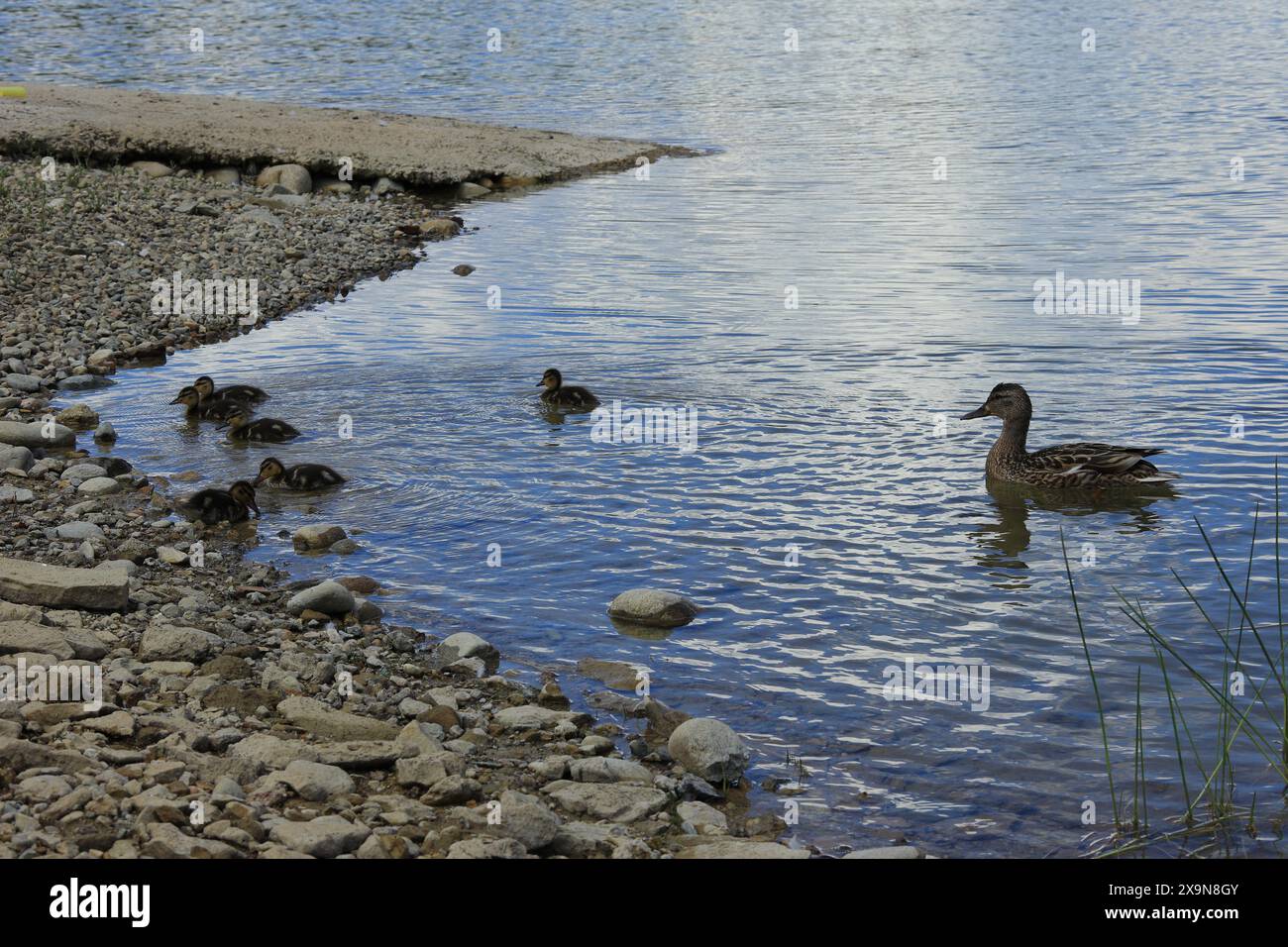 Die überraschende Natur mit den kleinen Entenknospen am Cincis See Stockfoto