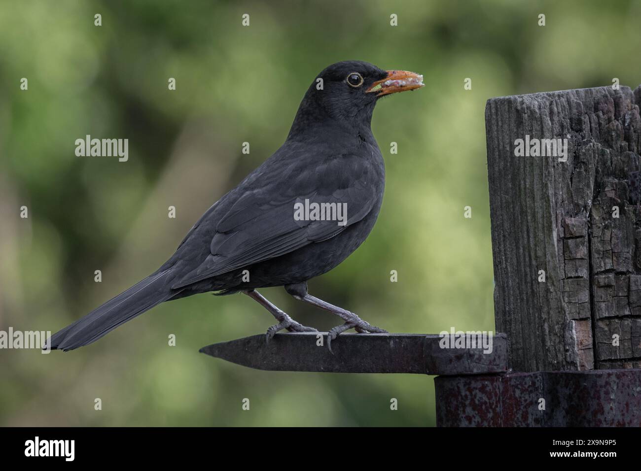 Ein Profilporträt einer männlichen Amsel, Turdus merula, sitzt auf einem alten Metalltor-Scharnier. Er hat Essen im Schnabel. Ein natürlicher unscharfer Hintergrund hat s Stockfoto