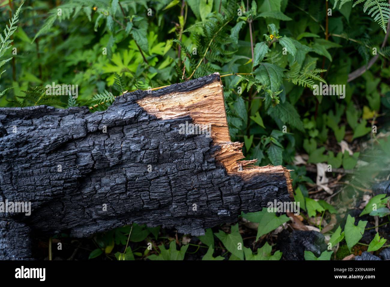 Australisches Buschfeuer: Verbrannte Bäume, die durch das Feuer beschädigt wurden Stockfoto