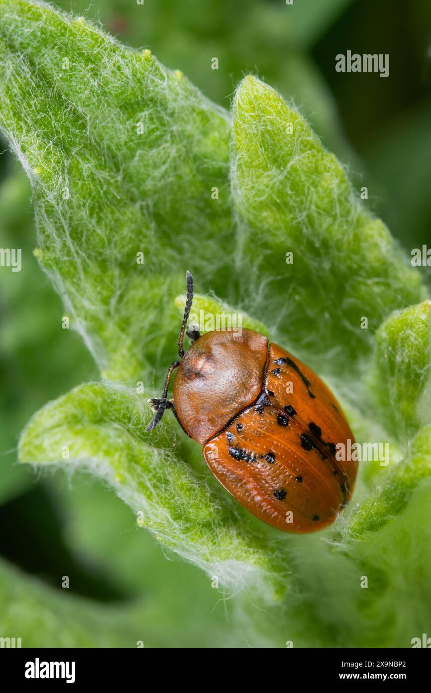 Fleabane-Schildkrötenkäfer (Cassida murraea) auf Fleabane-Pflanze Stockfoto
