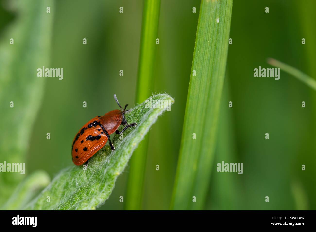 Fleabane-Schildkrötenkäfer (Cassida murraea) auf Fleabane-Pflanze Stockfoto