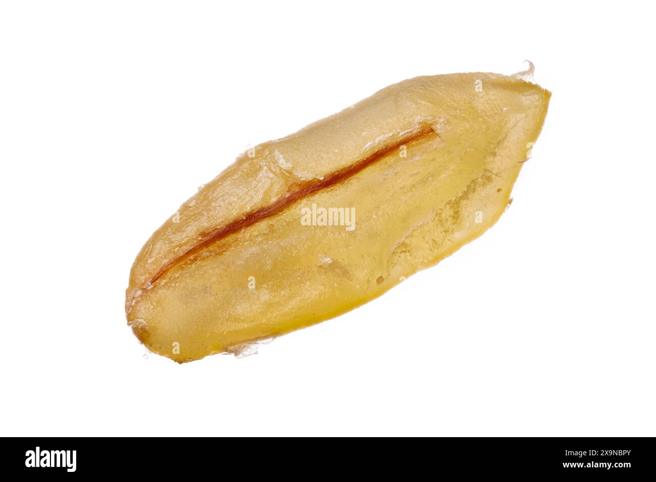 Fokussieren Sie das gestapelte Bild eines einzelnen Bulgur-Weizenkörns, fotografiert mit 3:1 Vergrößerung vor weißem Hintergrund. Stockfoto