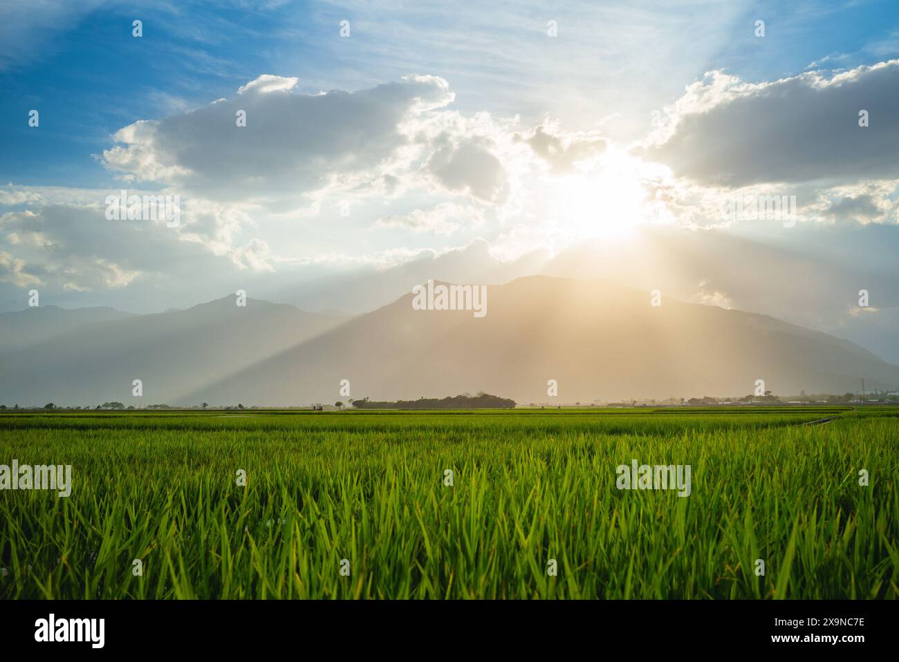 Reisfeld und Himmelshintergrund an der Sunset Time Avenue in Chishang, Taitung, Taiwan Stockfoto
