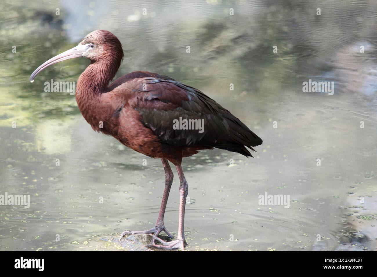 Der glänzende Ibis-Hals ist rötlich-braun und der Körper ist bronzefarben mit einem metallischen schillernden Glanz auf den Flügeln. Stockfoto