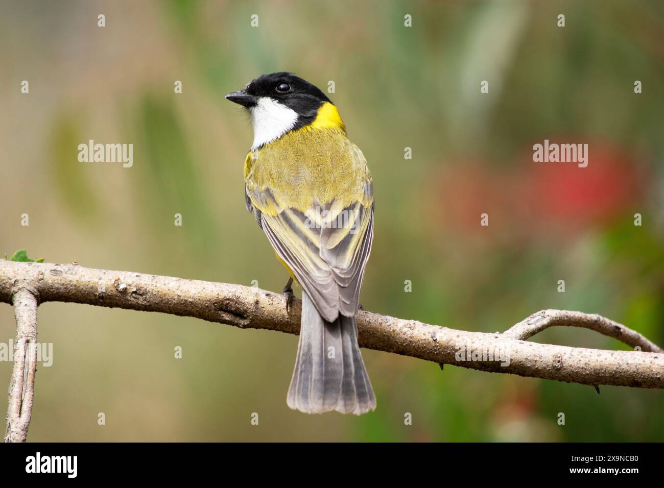 Golden whistler Männchen haben einen markanten schwarzen Kopf, der sich bis zum Nacken und unter den Hals in einem dicken Band erstreckt. Stockfoto