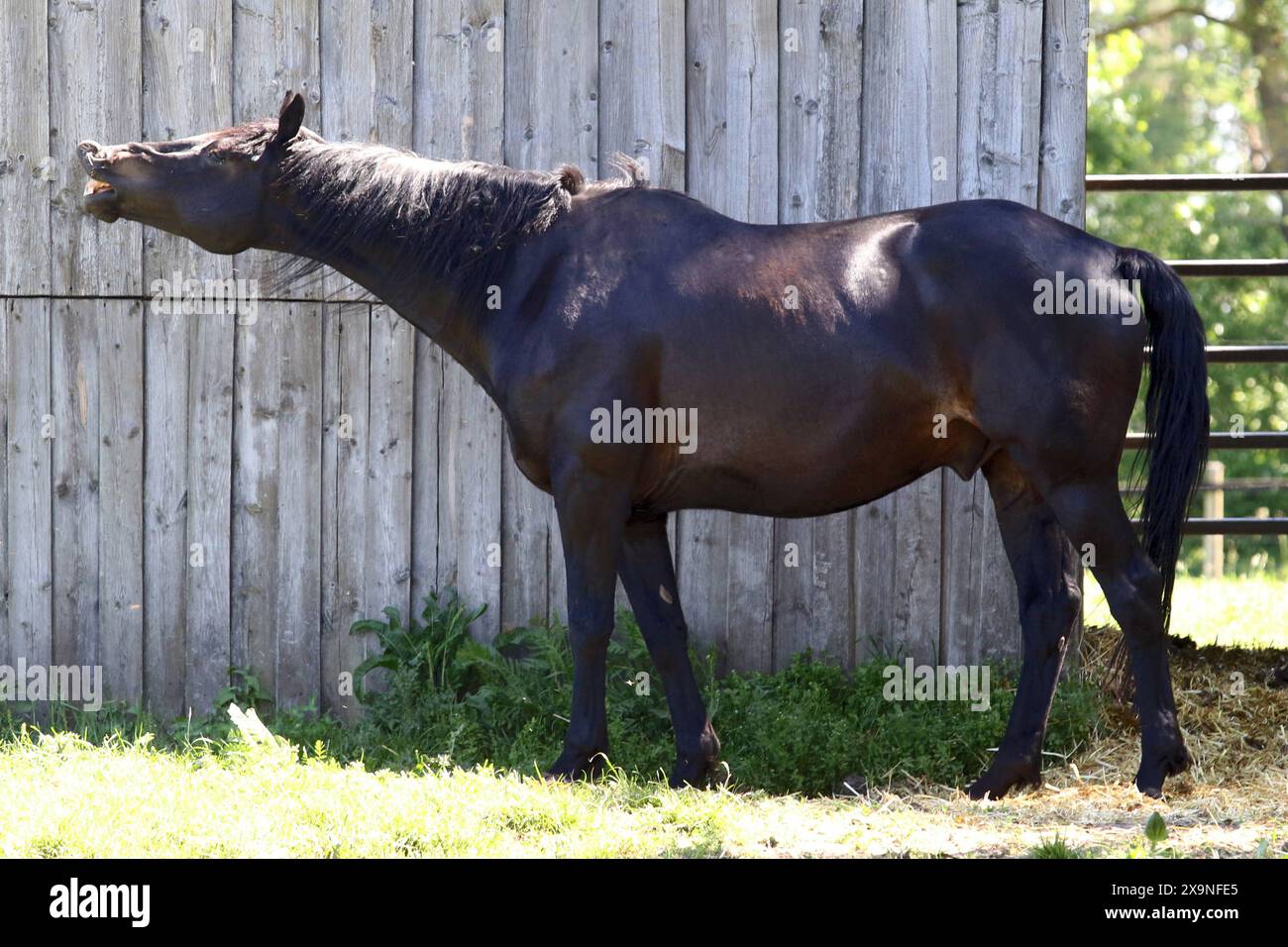 15.05.2024, Suderburg, Niedersachsen, DE - Hengst flehmt. Pferd, Flaemen, Flaemt, Flehmen, Geruchssinn, Haltung, Jacobsche Orgel, Jahreszeit, Pferdeverhalten, riechen, Fruehjahr, Fruehling, Verhalten, Verhaltensweise, Wittern, Witterung 240515D105SUDERBURG.JPG *** 15 05 2024, Suderburg, Niedersachsen, GER Hengst Flehmen Pferd, Flehmen, Flehmen, Geruchssinn, Haltung, Jacobs-Orgel, Saison, Pferdeverhalten, Geruch, Frühling, Frühling, Verhalten, Verhalten, Geruch, Wetter 240515D105SUDERBURG JPG Stockfoto