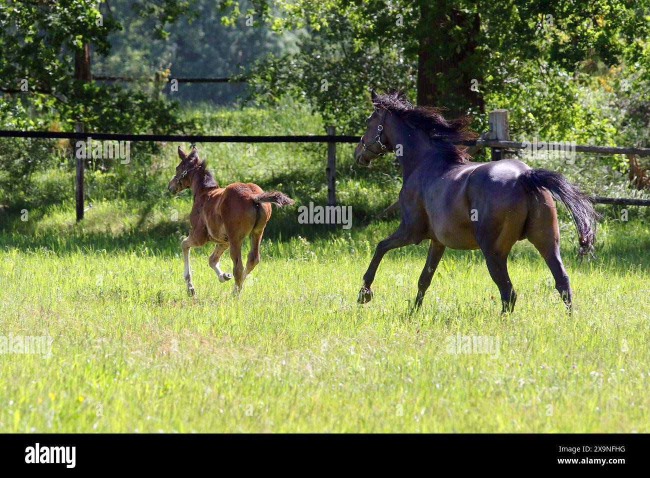 15.05.2024, Suderburg, Niedersachsen, DE - Stute und Fohlen im Galopp auf einer Weide. Pferde, Stute, Vendetta, Fohlen, Varfalla, Gangart, Galopp, Galoppieren, Weide, Koppel, Jahreszeit, Fruehjahr, Fruehliing, Zucht, Pferdezucht, Rueckansicht 240515D148SUDERBURG.JPG *** 15 05 2024, Suderburg, Niedersachsen, GER Stute und Fohlen galoppierend auf einer Weide Pferde, Stute, Vendetta, Fohlen, Varfalla, Gang, Galopp, Galoppieren, Weide, Fahrerlager, Saison, Frühling, Frühling, Zucht, Pferdezucht, Rückansicht 240515D148SUDERBURG JPG Stockfoto