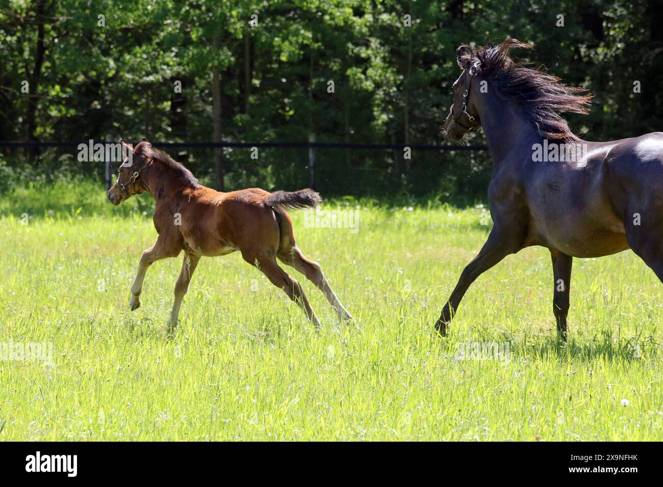 15.05.2024, Suderburg, Niedersachsen, DE - Stute und Fohlen im Galopp auf einer Weide. Pferde, Stute, Vendetta, Fohlen, Varfalla, Gangart, Galopp, Galoppieren, Weide, Koppel, Jahreszeit, Fruehjahr, Fruehliing, Zucht, Pferdezucht, Rueckansicht 240515D146SUDERBURG.JPG *** 15 05 2024, Suderburg, Niedersachsen, GER Stute und Fohlen galoppierend auf einer Weide Pferde, Stute, Vendetta, Fohlen, Varfalla, Gang, Galopp, Galoppieren, Weide, Fahrerlager, Saison, Frühling, Frühling, Zucht, Pferdezucht, Rückansicht 240515D146SUDERBURG JPG Stockfoto