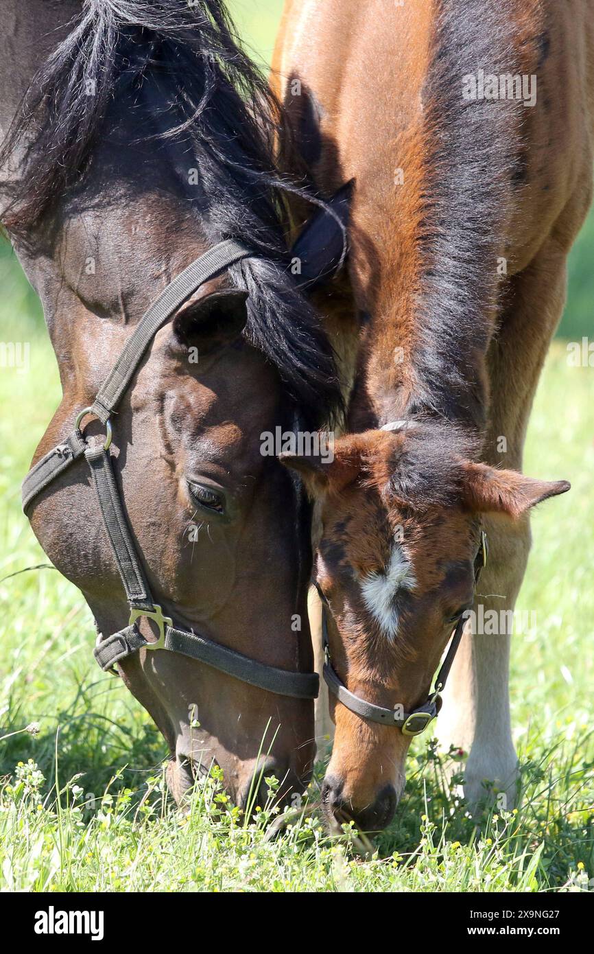 15.05.2024, Suderburg, Niedersachsen, DE - Stute und Fohlen grasen nebeneinander auf einer Weide. Jahreszeit, Fruehjahr, Fruehling, fressen, Nahrungsaufnahme, Gras, Gras, Detail, Detailaufnahme, Anschnitt, Stute, Fohlen, Nachahmen, Nachahmung, Haltung, Pferdehaltung, Zucht, Pferdezucht, Vendetta, Varfalla, nah, Naehe 240515D247SUDERBURG.JPG *** 15 05 2024, Suderburg, Niedersachsen, GER Stute und Fohlen weiden nebeneinander auf einer Weidezeit, Frühling, Frühling, Essen, Nahrungsaufnahme, Weiden, Gras, Detail, Nahaufnahme, Nahaufnahme, stute, Fohlen, imitieren, imitieren, halten, Pferdehaltung, Rasse Stockfoto