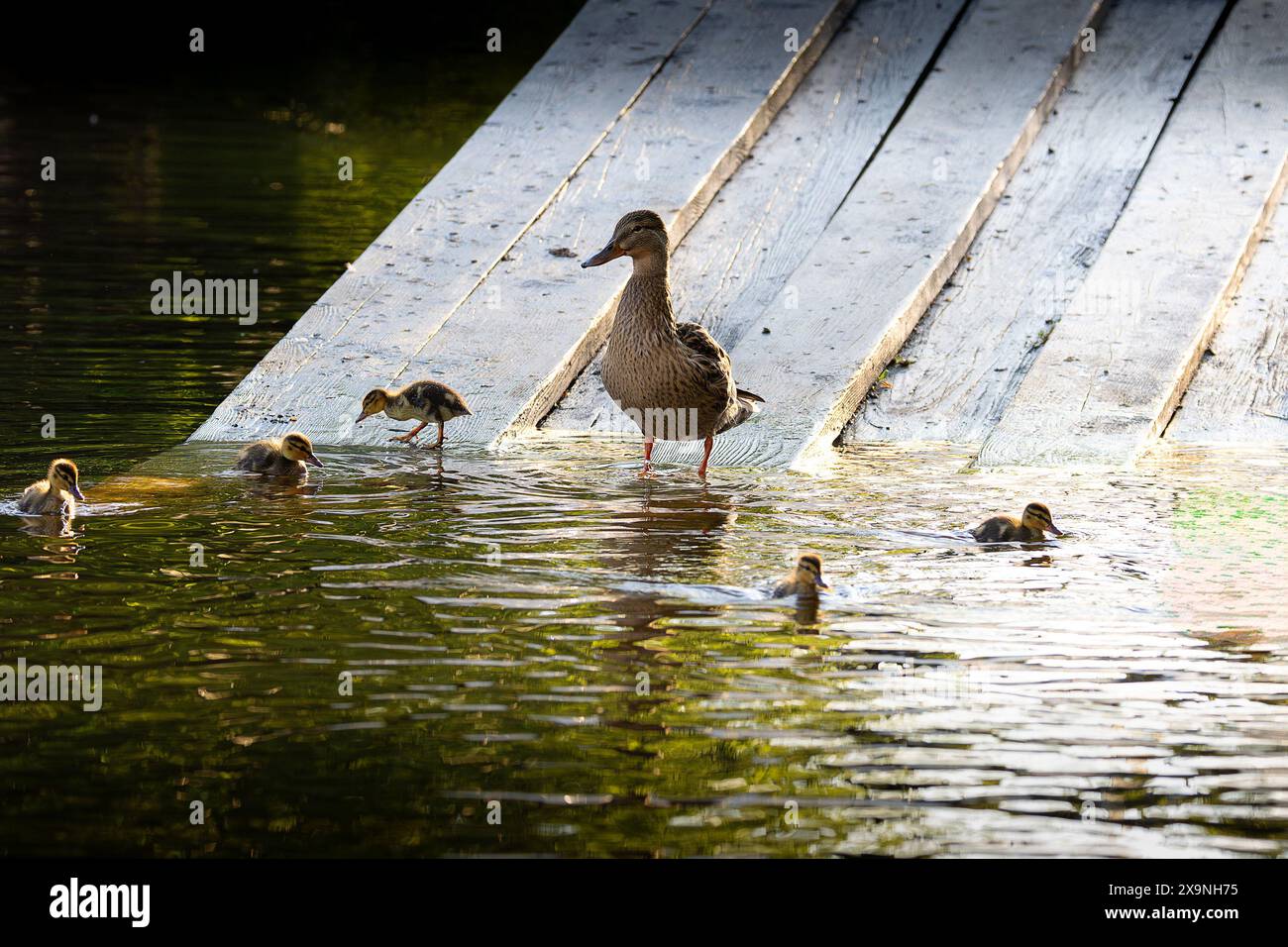Stockentenfamilie auf einer Holzterrasse (Anas platyrhynchos) Stockfoto